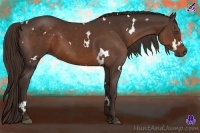 Horse Color:White Spotted Liver Chestnut 