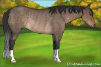 Horse Color:Brown Dun Rabicano 