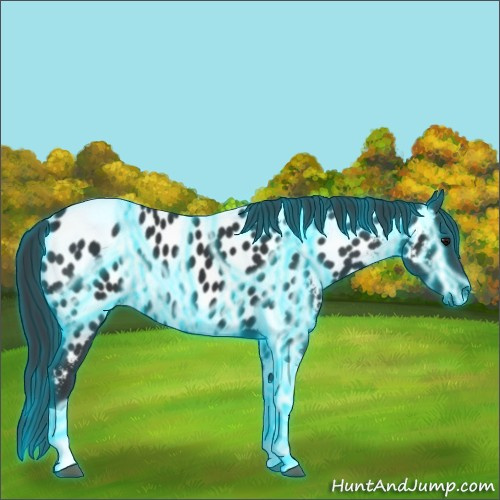 Horse Color:Thunderstruck Black Tobiano Appaloosa 