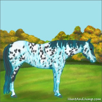 Horse Color:Thunderstruck Black Tobiano Appaloosa 