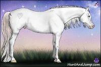 Horse Color:White Spotted Chocolate Palomino Splash Appaloosa 