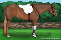Horse Color:Chestnut Frame 