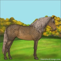 Horse Color:Chocolate Palomino 