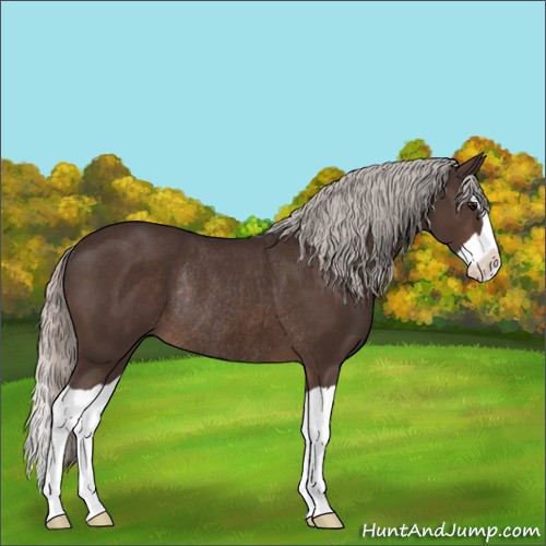 Horse Color:Silver Brown Splash Rabicano 