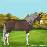 Horse Color:Silver Brown Splash Rabicano 