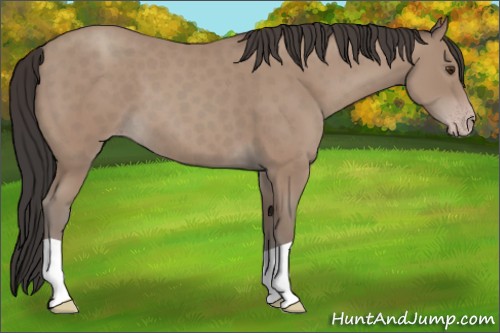 Horse Color:Classic Champagne 
