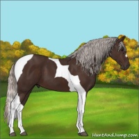 Horse Color:Silver Brown Tobiano 