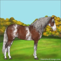 Horse Color:White Spotted Silver Bay Splash 