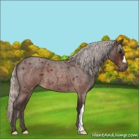 Horse Color:Silver Brown Roan