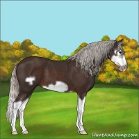 Horse Color:Silver Brown Splash Frame 
