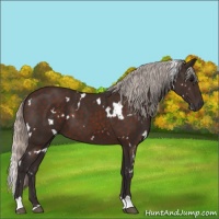 Horse Color:White Spotted Silver Brown 
