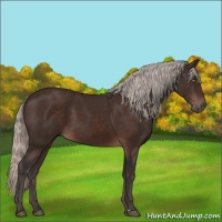 Horse Color:Silver Brown Sabino