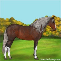 Horse Color:Silver Brown 