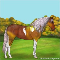 Horse Color:Painted Silver Brown Roan Tobiano 