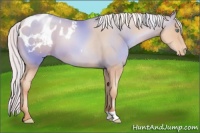 Horse Color:Silver Sable Champagne Pearl Appaloosa 