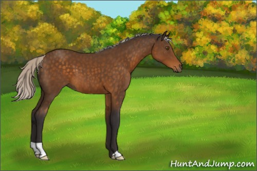 Horse Color:Silver Buckskin 