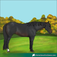 Horse Color:Brown 