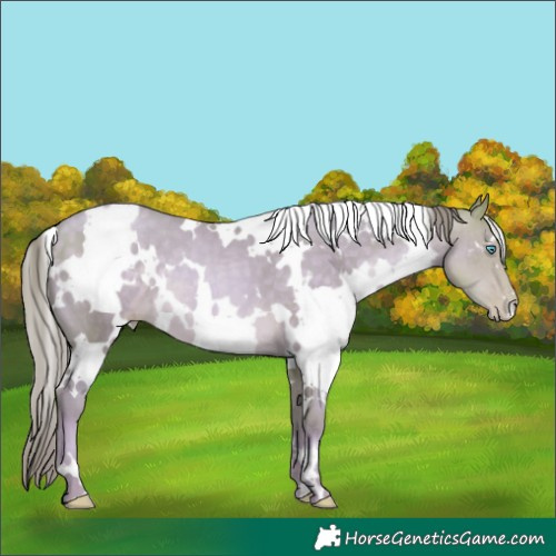 Horse Color:Watercolor White Spotted Buckskin Pearl 