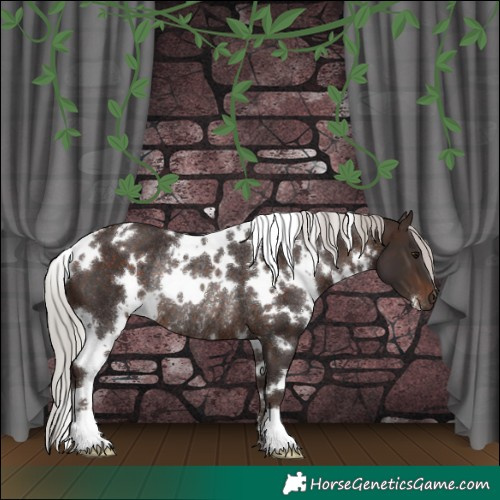 Horse Color:White Spotted Silver Brown Rabicano 