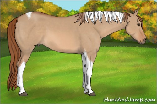 Horse Color:Red Dun Tobiano 