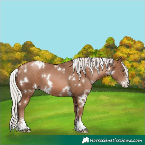 Horse Color:White Spotted Silver Brown Pearl Sabino 
