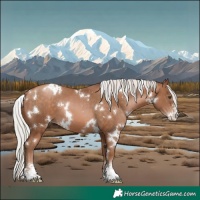 Horse Color:White Spotted Silver Brown Pearl Sabino 
