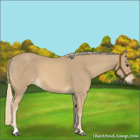 Horse Color:Chestnut Mushroom