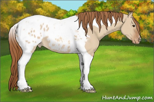 Horse Color:Red Dun Tobiano Appaloosa 