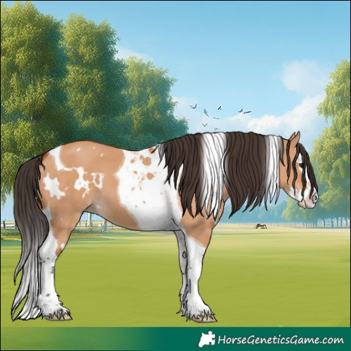 Horse Color:White Spotted Bay Dun Splash Tobiano 