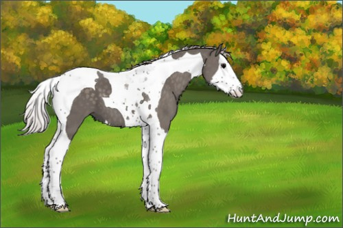 Horse Color:Silver Black Splash Tobiano 