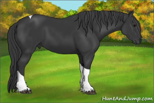 Horse Color:Black Tobiano 