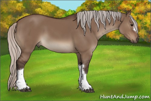 Horse Color:Silver Brown Dun 