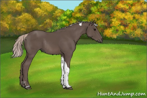 Horse Color:Silver Black Sabino Tobiano Rabicano 