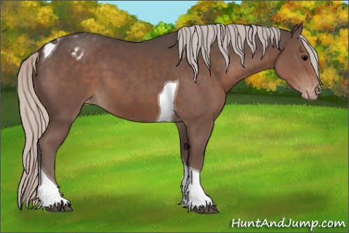 Horse Color:Silver Black Sabino Tobiano Appaloosa 