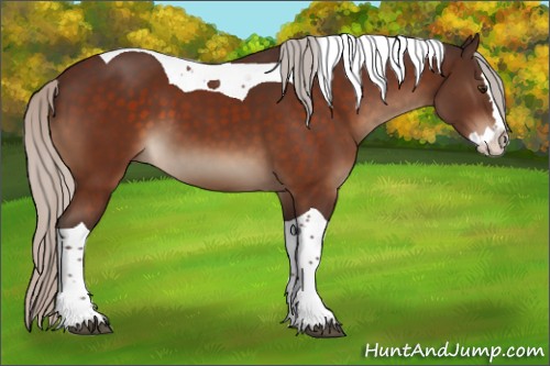 Horse Color:Silver Brown Splash Tobiano 