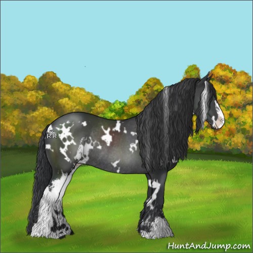 Horse Color:White Spotted Black Sabino Rabicano 