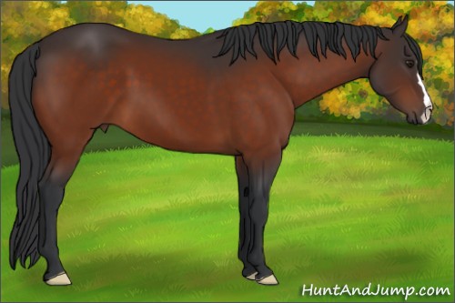 Horse Color:Brown 