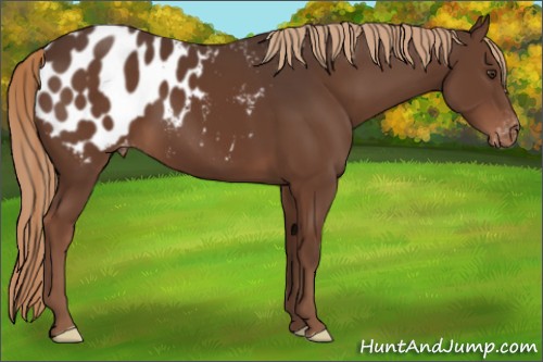 Horse Color:Liver Chestnut Appaloosa 
