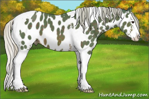 Horse Color:Watercolor White Spotted Silver Brown Splash Tobiano Appaloosa 