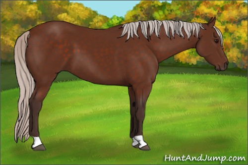 Horse Color:Silver Bay 