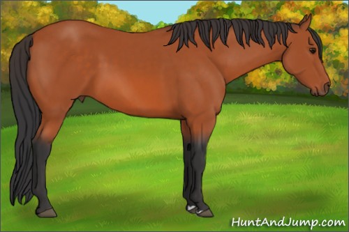 Horse Color:Bay 