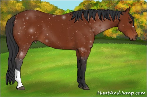 Horse Color:Brown 
