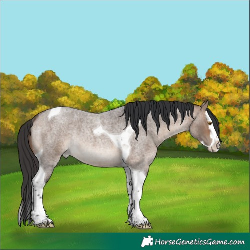 Horse Color:Brown Roan Dun Splash Tobiano Rabicano 