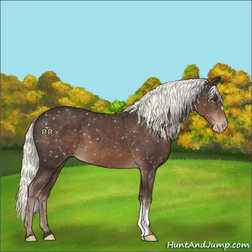Horse Color:Liver Chestnut Mushroom Snowflake Varnish