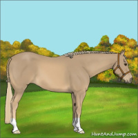 Horse Color:Chestnut Mushroom