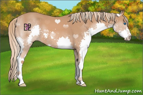 Horse Color:Chestnut Splash