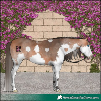 Horse Color:Bay Splash 