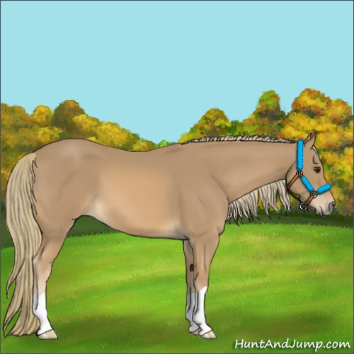 Horse Color:Chestnut Mushroom