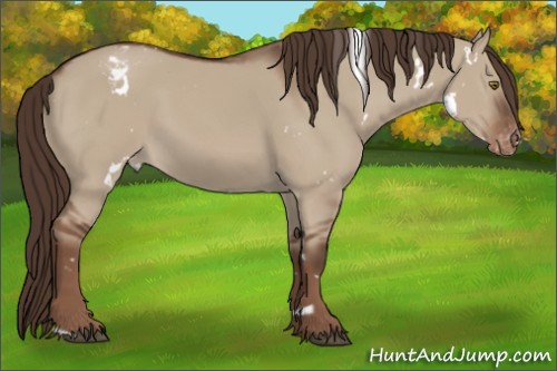 Horse Color:White Spotted Liver Red Dun Appaloosa 