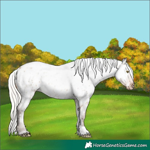 Horse Color:White Spotted Silver Brown Roan Dun Appaloosa 